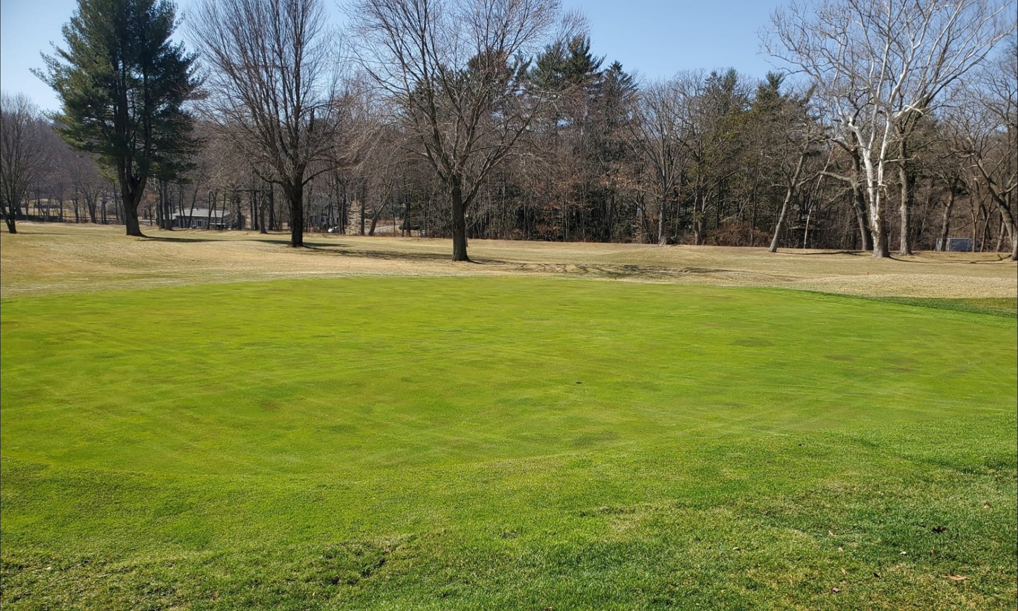 Trees on golf course